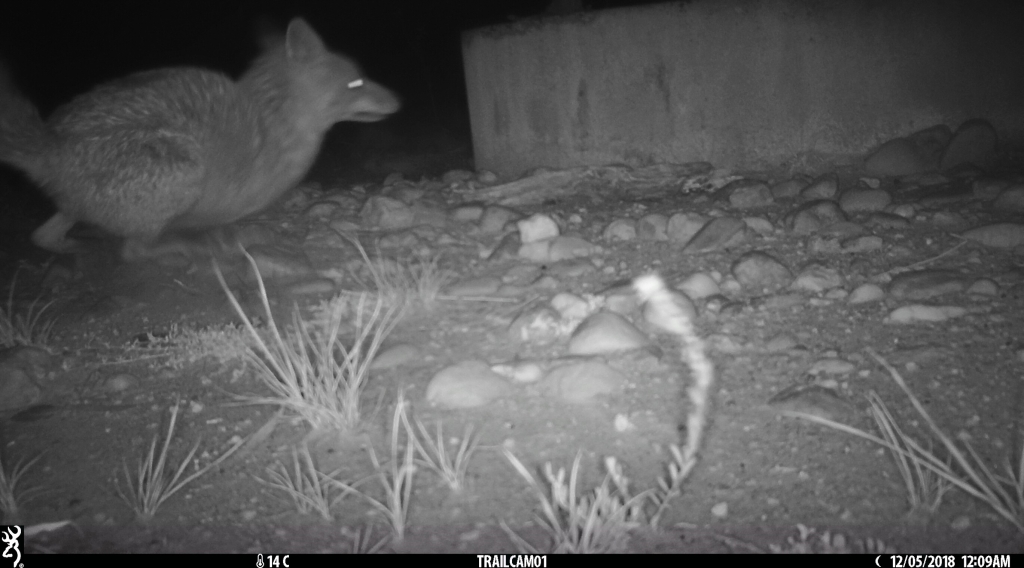 fox chasing possum in pinkerton 1.jpg